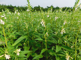 healthy and green sesame farm for harvest and business