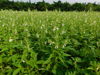 sesame seed plants blooming in the area of farmland