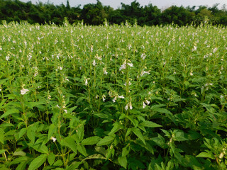 Fototapeta premium sesame seed plants blooming in the area of farmland