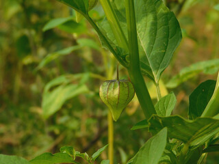 Nutrition Information About Rasbhari, Cape Gooseberries, or Golden Berries, Golden Berry Medicinal Plant