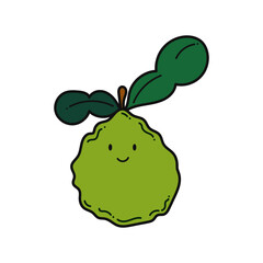 Kaffir lime fruit. Kaffir lime cartoon. Kaffir lime on white background. for poster, banner, web, icon, mascot, background. Hand drawn. Vector illustration