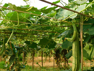 luffa acutangular, Cucurbitaceae green vegetable fresh in garden on nature background