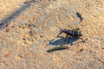 Cactus weevil, Prickly pear weevil or cactus gargajo, black insect cactophagus spinolae, dryophthoridae in monte escobedo zacatecas