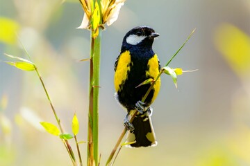 Green-backed Tit (Parus monticolus): Behavior, Habitat, and Conservation of a South Asian Bird