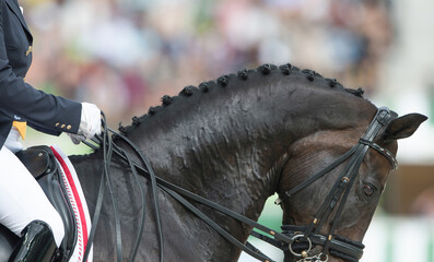 close crop of horses neck and head with braided mane of  button braids for horse show competition...