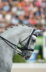portrait of grey horse with braided mane in button braids wearing leather english dressage double bridle well turned out for horse show competition vertical equine image with room for type masthead 