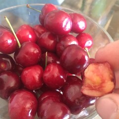 Fingers Holding Bitten Cherry by Bowl of Fresh Cherries