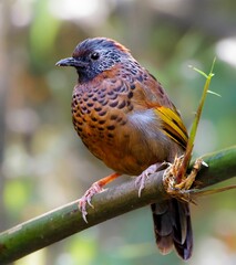 Chestnut-crowned Laughingthrush (Trochalopteron erythrocephalum): Behavior, Habitat, and Conservation in Asian Forests