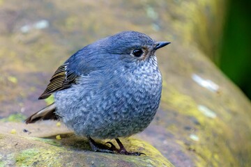 Plumbeous Water Redstart (Phoenicurus fuliginosus): Behavior, Habitat, and Conservation Insights of a Streamside Bird