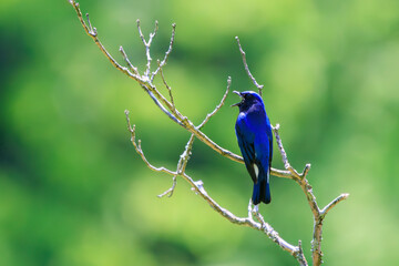 新緑の中、梢のてっぺんで大きく美しい声でさえずる美しいオオルリ（ヒタキ科）。

日本国神奈川県相模原市、早戸川林道にて。
2024年4月撮影。

The beautiful Blue-and-white Flycatcher (Cyanoptila cyanomelana, family of the flycatcher) chirp loudly and beautifully at the 