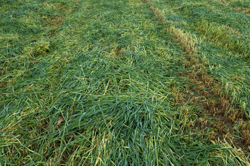 Field of mown green grass, top view. Background from fresh and dry grass growing in summer for publication, poster, screensaver, wallpaper, postcard, banner, cover, post. High quality photo