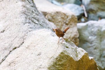 渓流でイモムシを捕まえた可愛いミソサザイ（ミソサザイ科）。

日本国神奈川県相模原市、早戸川林道にて。
2024年4月撮影。

Lovely Eurasian Wren (Troglodytes troglodytes, family Myctophidae) catching a caterpillar in a mountain stream.

At Hayatogawa forest ro