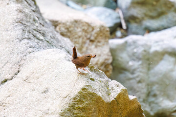 渓流でイモムシを捕まえた可愛いミソサザイ（ミソサザイ科）。

日本国神奈川県相模原市、早戸川林道にて。
2024年4月撮影。

Lovely Eurasian Wren (Troglodytes troglodytes, family Myctophidae) catching a caterpillar in a mountain stream.

At Hayatogawa forest ro