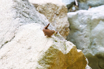 渓流でイモムシを捕まえた可愛いミソサザイ（ミソサザイ科）。

日本国神奈川県相模原市、早戸川林道にて。
2024年4月撮影。

Lovely Eurasian Wren (Troglodytes troglodytes, family Myctophidae) catching a caterpillar in a mountain stream.

At Hayatogawa forest ro