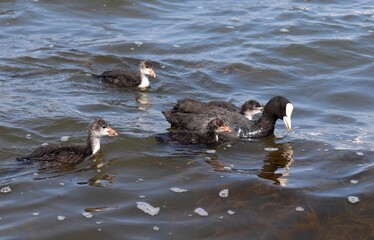 Eurasian coot, or common coot, or Australian coot (Lat. Fulica atra) family swimming. Parent and...
