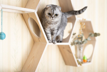 Playful young gray scottish fold cat interested with hanging beads while walking on wall mounted...