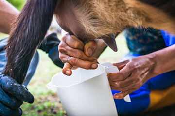 Old Latino couple milking goats on their farm. Colombian farmers working with love. Farm concept...