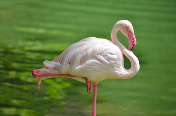 Beautiful Greater Flamingo Phoenicopterus roseus standing on one leg in the water. The common flamingo or pink flamingo (Phoenicopterus roseus) is a bird in the Phoenicopteridae family. © LGAndrade