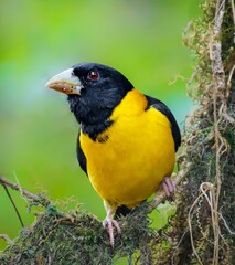 Collared Grosbeak (Mycerobas affinis): Understanding Behavior, Habitat, and Conservation of an Asian Bird Species