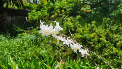 Dendrobium crumenatum, commonly called pigeon orchid. Beautiful white flower in the garden
