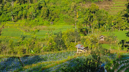 The green rural terraced vegetable field and a small wooden hut in the middle of the field in...