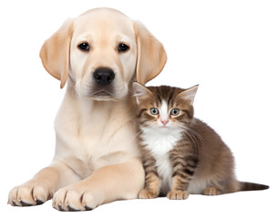 PNG  Animal mammal kitten puppy. AI generated Image by rawpixel.