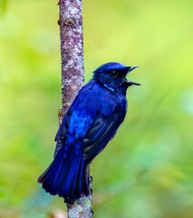 Small Niltava (Niltava macgrigoriae): Insights into Behavior, Habitat, and Conservation of an Asian Bird Species