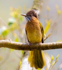 Mountain Bulbul (Ixos mcclellandii): Behavior, Habitat, and Conservation of an Asian Bird Species
