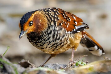 Spotted Laughingthrush (Ianthocincla ocellata): Insights into Behavior, Habitat, and Conservation of an Asian Bird Species