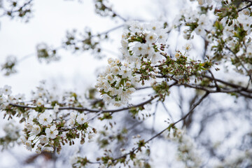 White flowers on the branches of a blossoming tree in spring. High Park, Toronto.