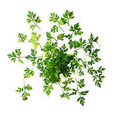 The parsley is a leafy herb with a long history of culinary and medicinal use and is rich in nutrients.