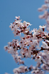 cherry blossom in spring