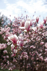 Magnolia tree with pink flowers in the park on a sunny spring day. Magnolia blossoms in High Park, Toronto, Canada. 