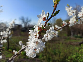 white spring flower - close-up