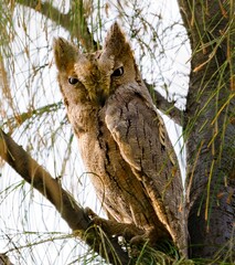 Pallid Scops Owl (Otus brucei): Insights into Behavior, Habitat, and Conservation of a Nocturnal Asian Bird Species