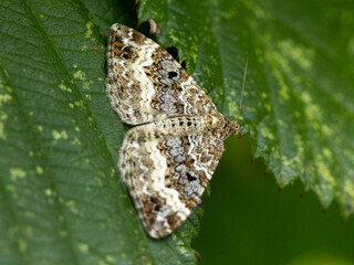 Ein Graubinden-Labkrautspanner auf einem Blatt sitzend mit ausgebreiteten Flügeln