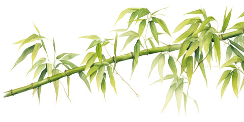 PNG Bamboo bamboo plant white background.