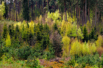 Spring forest in beautiful shades of the entire color range of young green, fragment, Poland