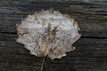 A dry leaf in the forest digested by bacteria, you can see the structure of the leaf in detail,...