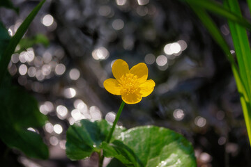 Caltha palustris - a species of herbaceous plant belonging to the buttercup family. Poland	
