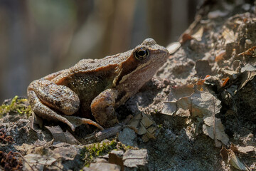 Poland, Boreorana sylvaticus - a species of amphibian from the frog family. Females are much larger than males	