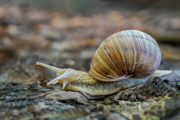 The red snail is a species of land snail from the snail family. It occurs in Europe, Poland