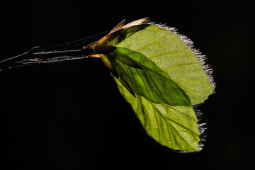 Spring, a twig with green leaves, with perfectly outlined structure lines. Poland