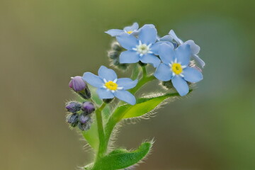 Forest forget-me-not Myosotis sylvatica Hoffm, Poland - a plant species belonging to the borage family.	