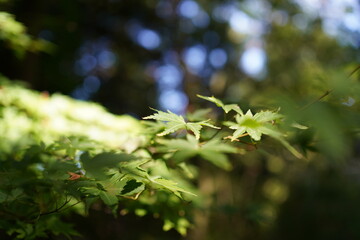 Catching Sunlight on Leaves