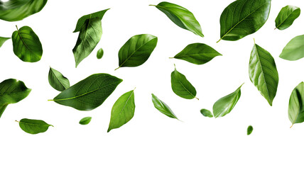 Flying green leaves isolated on a transparent background