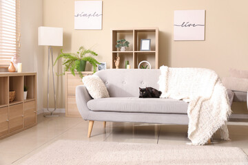 Cute black cat sitting on grey sofa in light living room