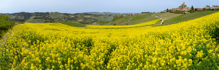 Amazing landscape of the vineyards of Langhe in Piemonte in Italy during spring time. The wine route. An Unesco World Heritage. Natural contest. Rows of vineyards with yellow rapeseed fields