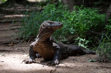 Komodo Dragon, a native reptile in Komodo Island National Park, Labuan Bajo, Indonesia