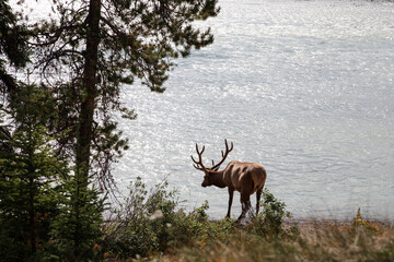 Elk in the wild. Elk in Jasper National Park of Canada.